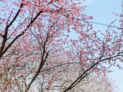 -桃花堤公园