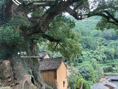 -杨家堂村