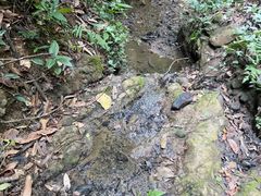 -西双版纳原始森林公园
