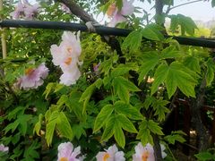 -曹州百花园