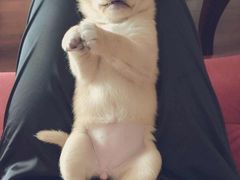 -爱侣宠医·鹦鹉专科·小型哺乳类·异宠专科(灵石路店)