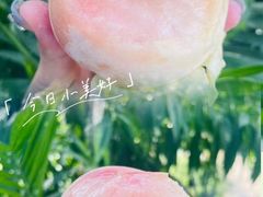 -老袁家蜜桃农场·阳山水蜜桃