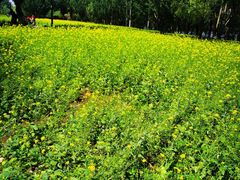 -长白岛森林公园