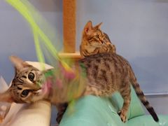 -猫咪咖啡·猫咖(万达广场店)