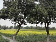 -汉长安城未央宫国家考古遗址公园