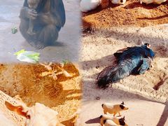 -石家庄市动物园