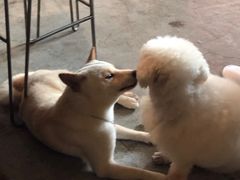 -more than meow吴止猫主题餐厅(承德 中船汇店)