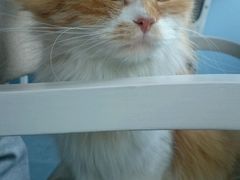 -喵的天空名猫咖啡馆·撸猫·猫舍·用品