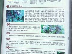 -嘉定紫藤园