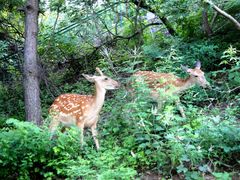 -燕塞湖鸟语林景区