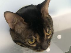 -纳吉亚猫专科动物诊疗中心(蒋宅口分院)