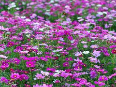 -径山花海