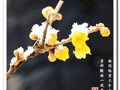 -国家植物园
