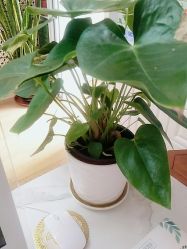 -苗塑堂减肥艾灸