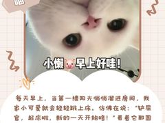 -翊宠yipet猫狗购宠庄园