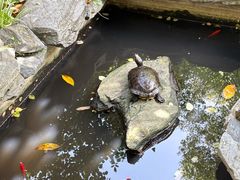 -谷咖啡·鲜花绿植花园餐厅