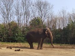 -合肥野生动物园
