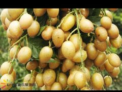 -从化深英荔枝黄皮龙眼采摘园