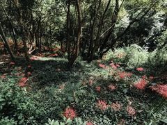 -上海佘山国家森林公园天马山园