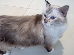 -怪兽屋·羊驼·猫咖·狗咖(俊华广场店)