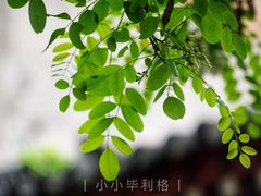-湘子庙