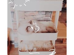 -猫的茶·猫咖