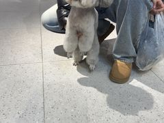 -FAELING PETS美天灵宠物(富力广场店)