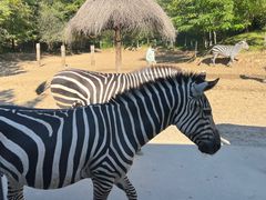 -北京野生动物园