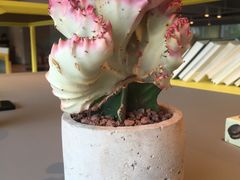 -dotcom coffee古点咖啡(致真大厦店)