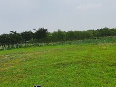 -西青郊野公园