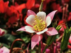 -海心沙亚运公园