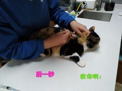 -美联众合宠物医院·爱萌分院·内外科·猫科中心