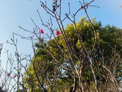 -广州莲花山旅游区