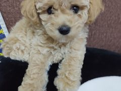 -瑞派名望24h动物医院异宠专科·猫专科·骨科·重症监护分院