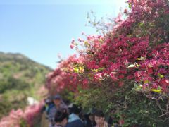 -木兰云雾山