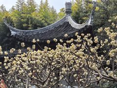 -秋霞圃