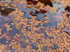 -胖子鱼·天水麻辣鱼火锅(秦州407店)