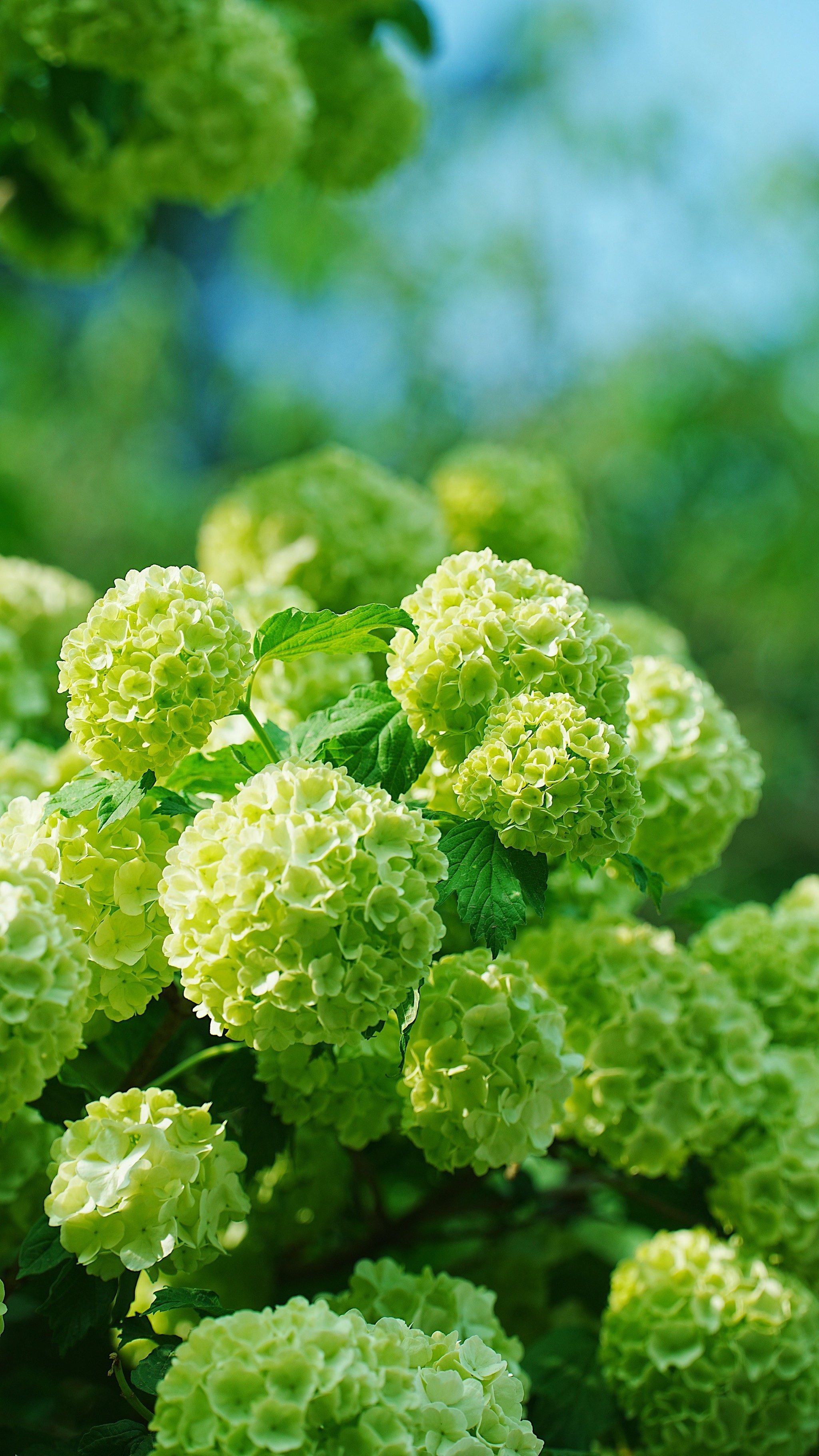 的欧洲荚蒾,应该很快就会