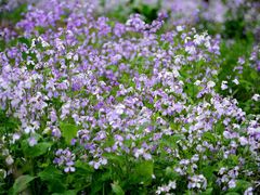 -苏家坨柳林村二月兰花海