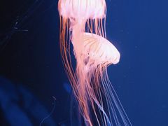 -西海国立公园九十九岛水族馆