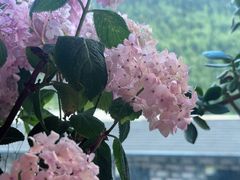 -四姑娘山阿巴郎·藏式花园餐厅