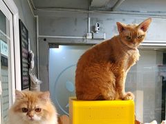 -Heymao猫咖.咖啡厅(东门店)