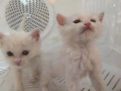 -平行世界·猫咖(首经贸店)
