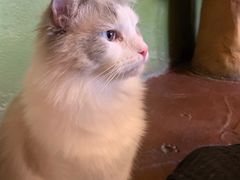 -猫猫幼稚园·撸猫·桌游·电玩