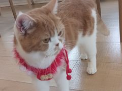 -Let's go狗咖·猫咖·奶狗·桌游(春熙路IFS店)