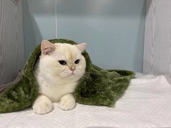 -纳吉亚猫专科动物医院·北北分院