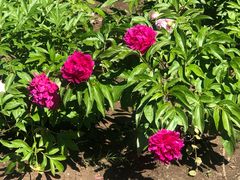 -长春公园(普阳街道)