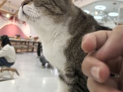 -喵园·猫主题咖啡厅·撸猫·猫咖(国贸店)