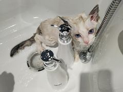-PETKIT 小佩宠物·德文赛凯猫舍