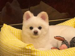 -艾贝尔宠物医院 ·内科全科(梁溪路店)